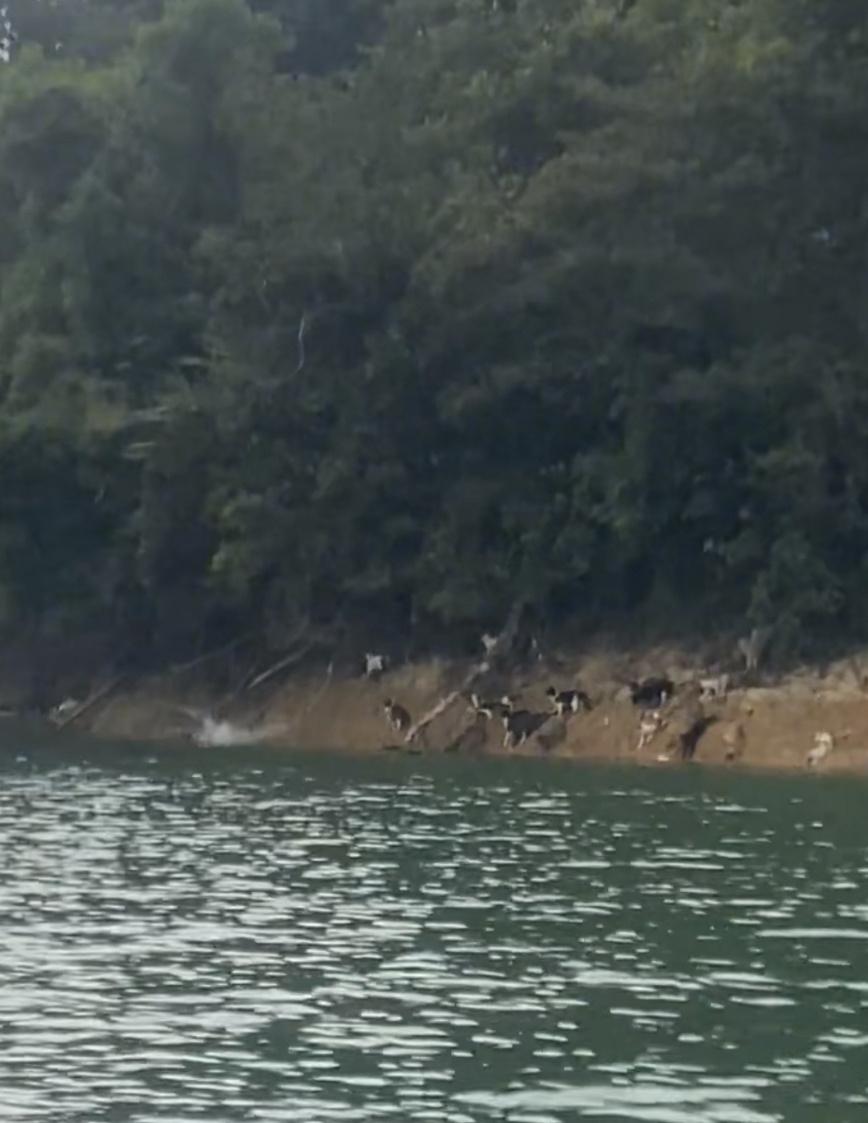 在水库边放生猫，结果很多猫全都是宠物猫！一救助团体称他们已经抓了100多只猫，