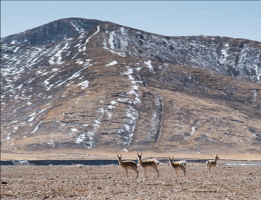 /前几天，蒙古国总统呼日勒苏赫签署第362号总统令：把每年11月定为“