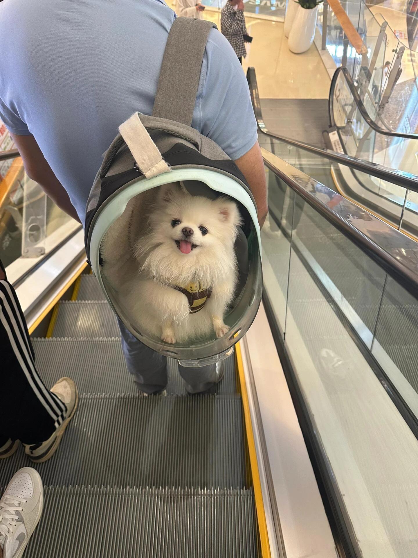 在外面看着这只小狗狗也太可爱了吧