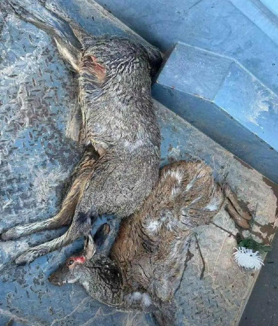 马麝(she)主要分布于甘肃南部、宁夏南部、青海、河南、四川西部、西藏南部和云南