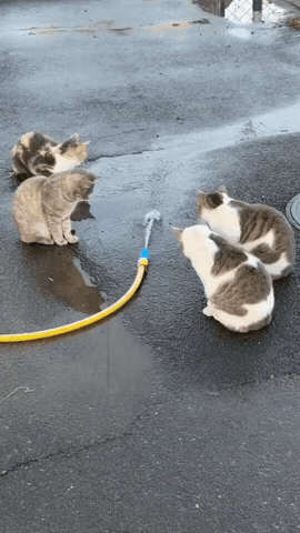 猫咪的反应速度，真不是吹的[赞]