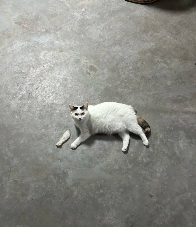 宝宝你的手咋了