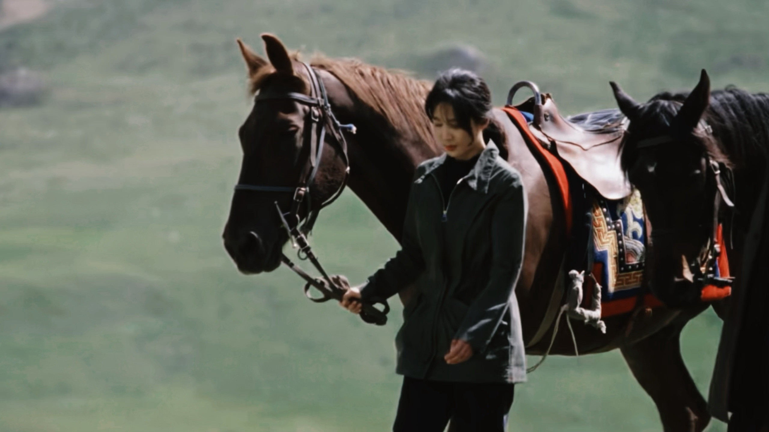 这里的白菊真的太美了。。。带着一种温柔的神性。。。