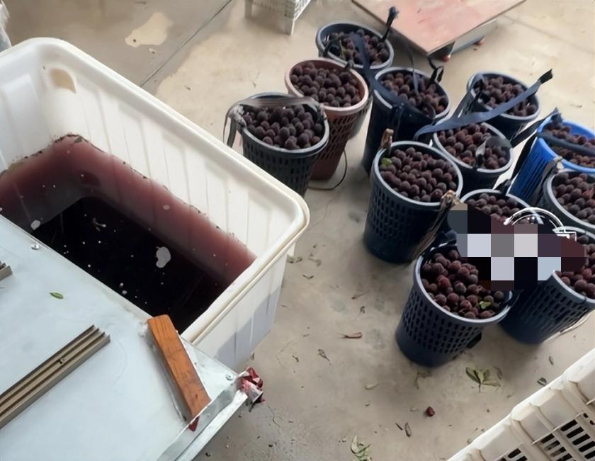 手里这口杨梅还咽得下去吗？福建记者暗访漳州杨梅产区，当场看傻眼：整筐杨梅直接泡进