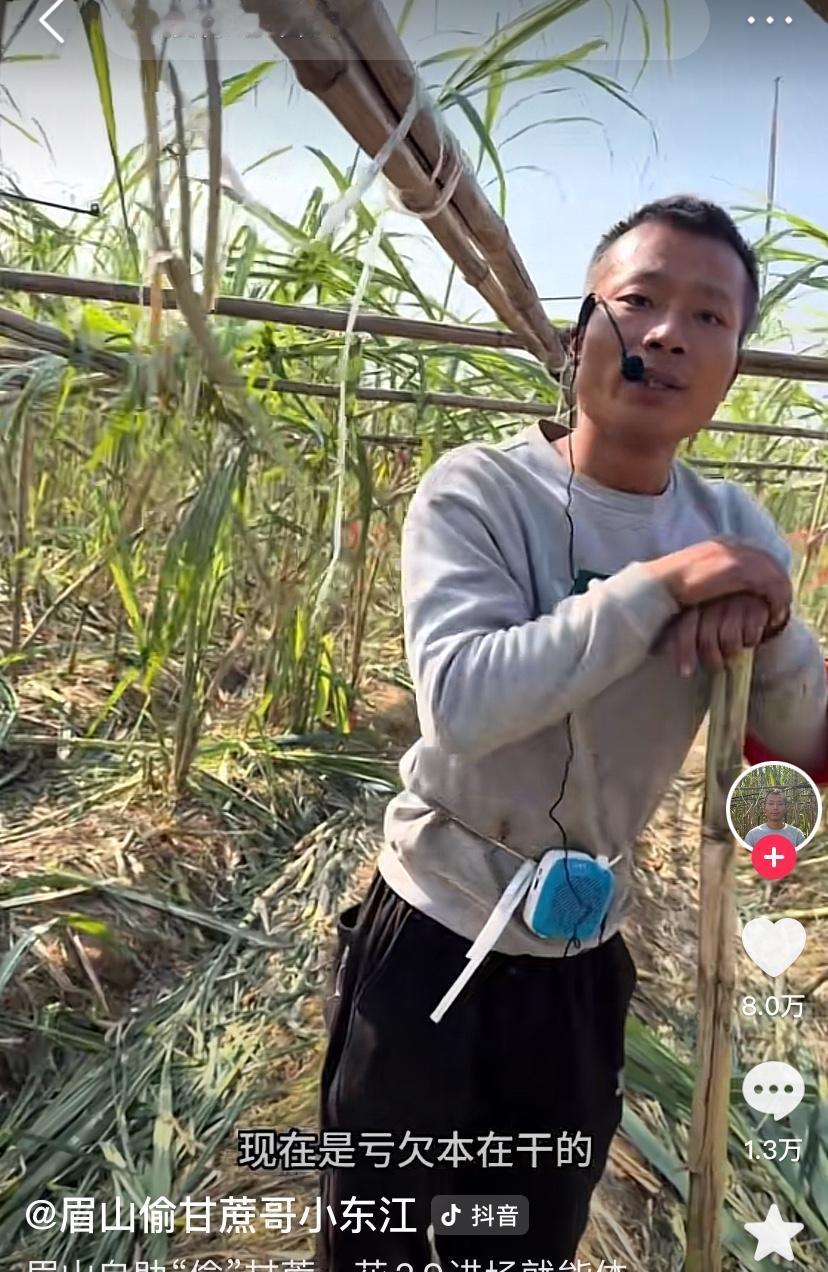 眉山“偷甘蔗”终究还是崩了！！利用流量终究被流量啄了眼亏了，亏了，亏大了！