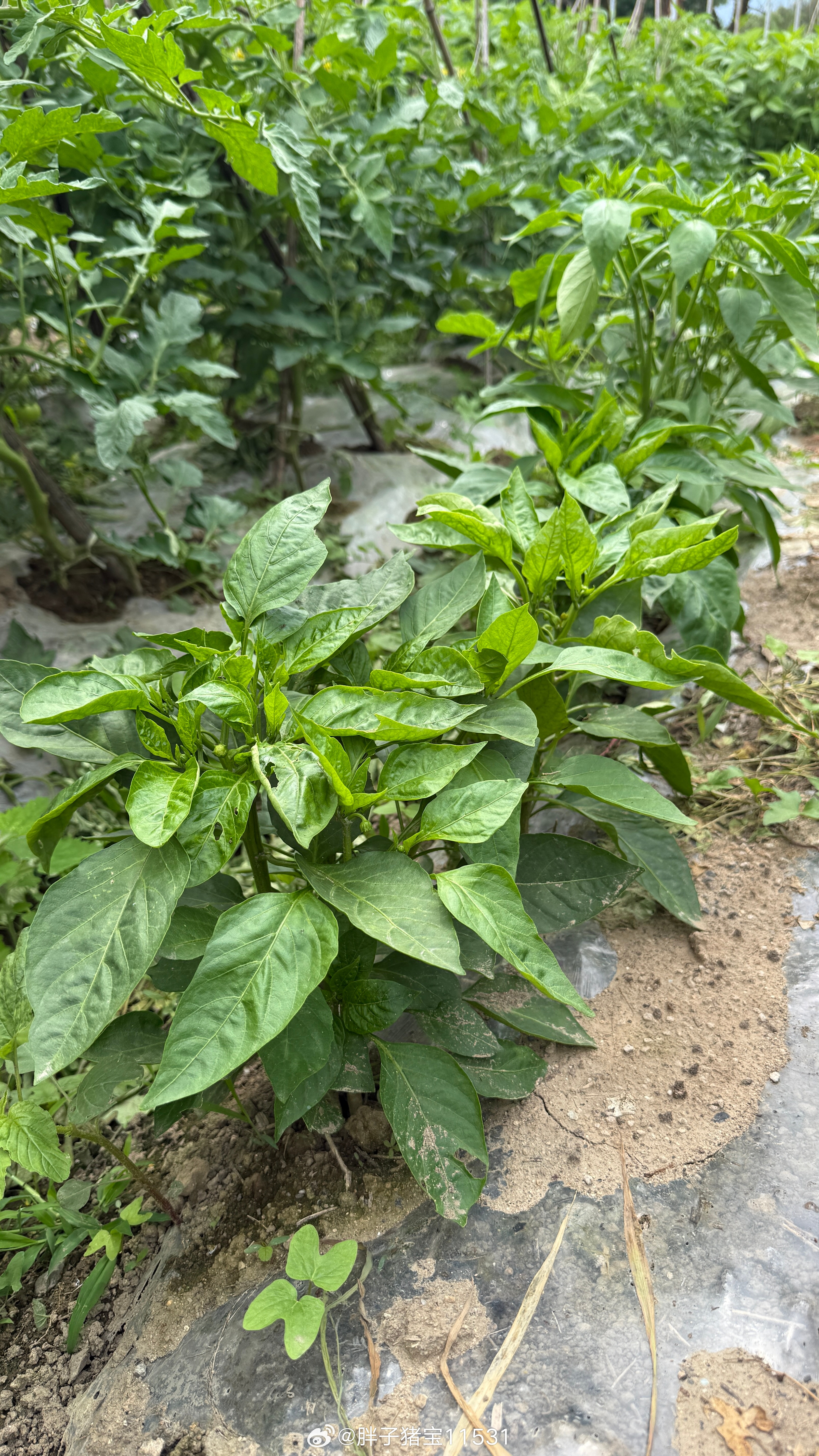 昨天下午去菜地豆角，茄子，生菜，西红柿，还种了土豆，冬瓜，佛手瓜，红薯，小白菜，