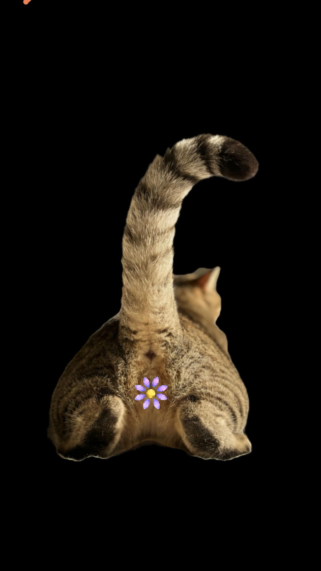 无语，我家咪不知道什么毛病，每天早上我睡醒的时候，睁开眼睛都是这样的画面。它非