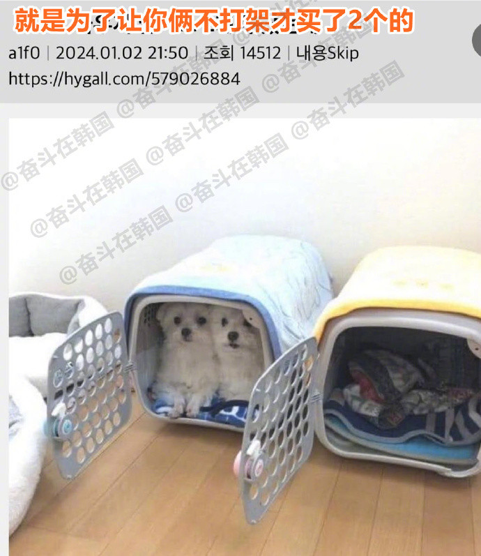 为了让小狗不打架，所以才买了两个窝，结果...海外新鲜事热点现场