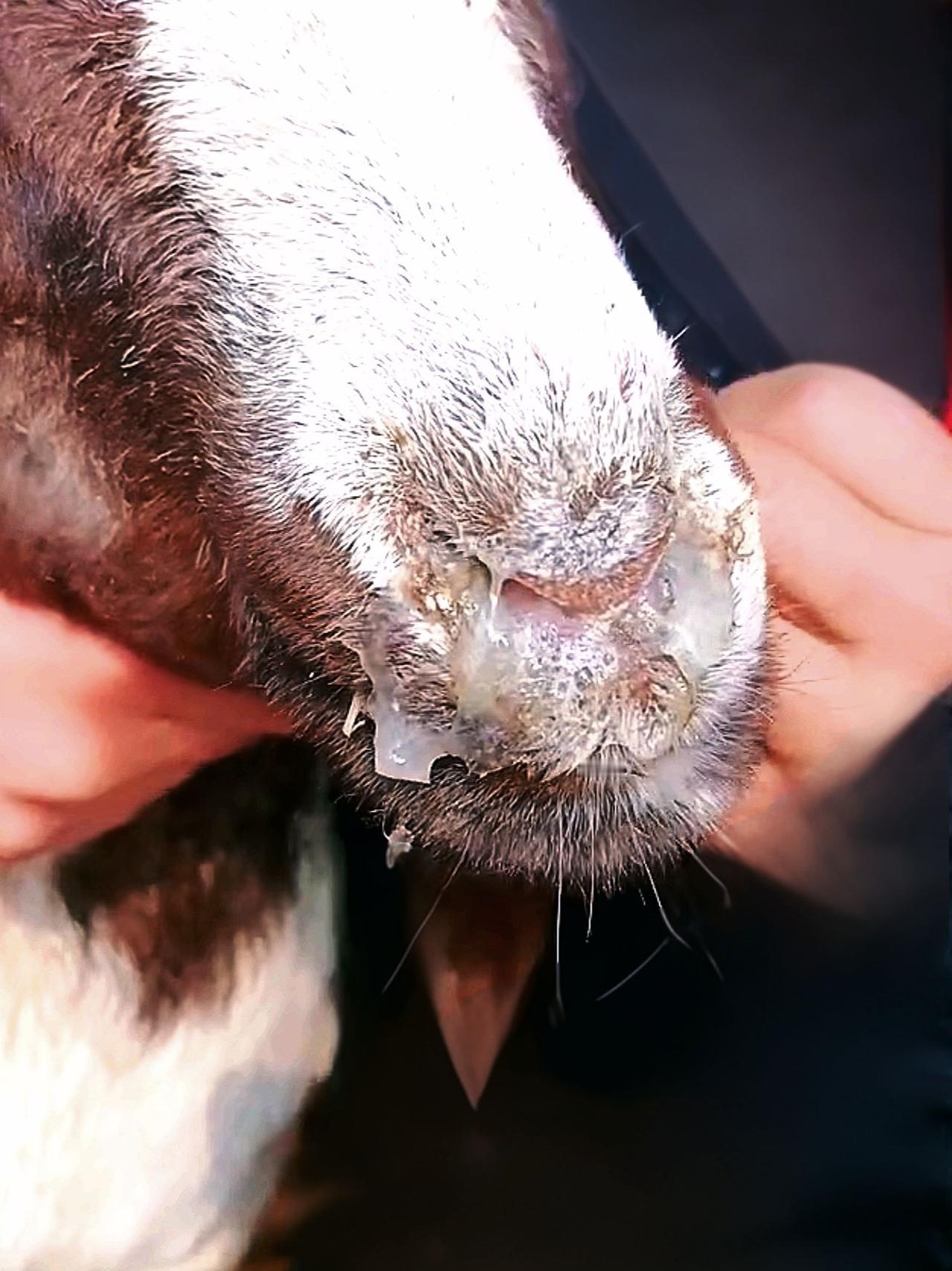 养羊人牛羊感冒流鼻涕农村养羊