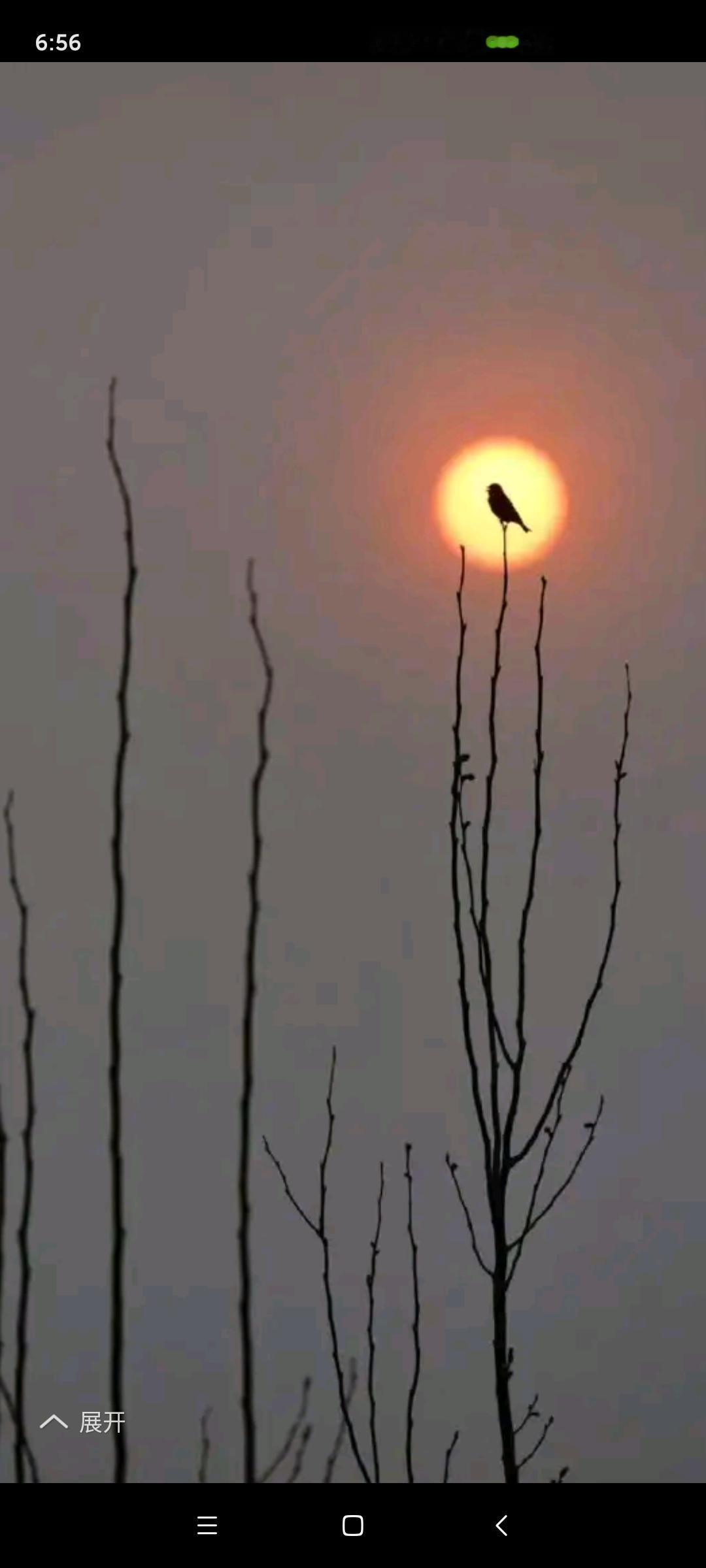 都说月亮里有嫦娥，我看也可以有家雀啊[大笑]