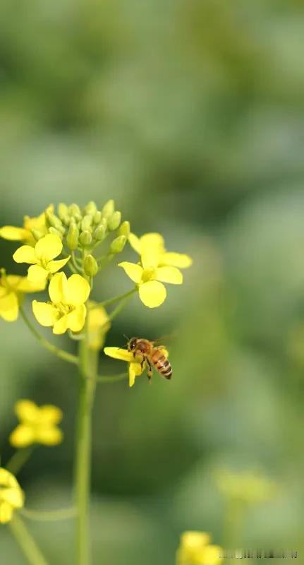 看到“三间茅屋”，我脑海里一下就有了很多下联的思路。“三间茅屋”描绘的是一种简单