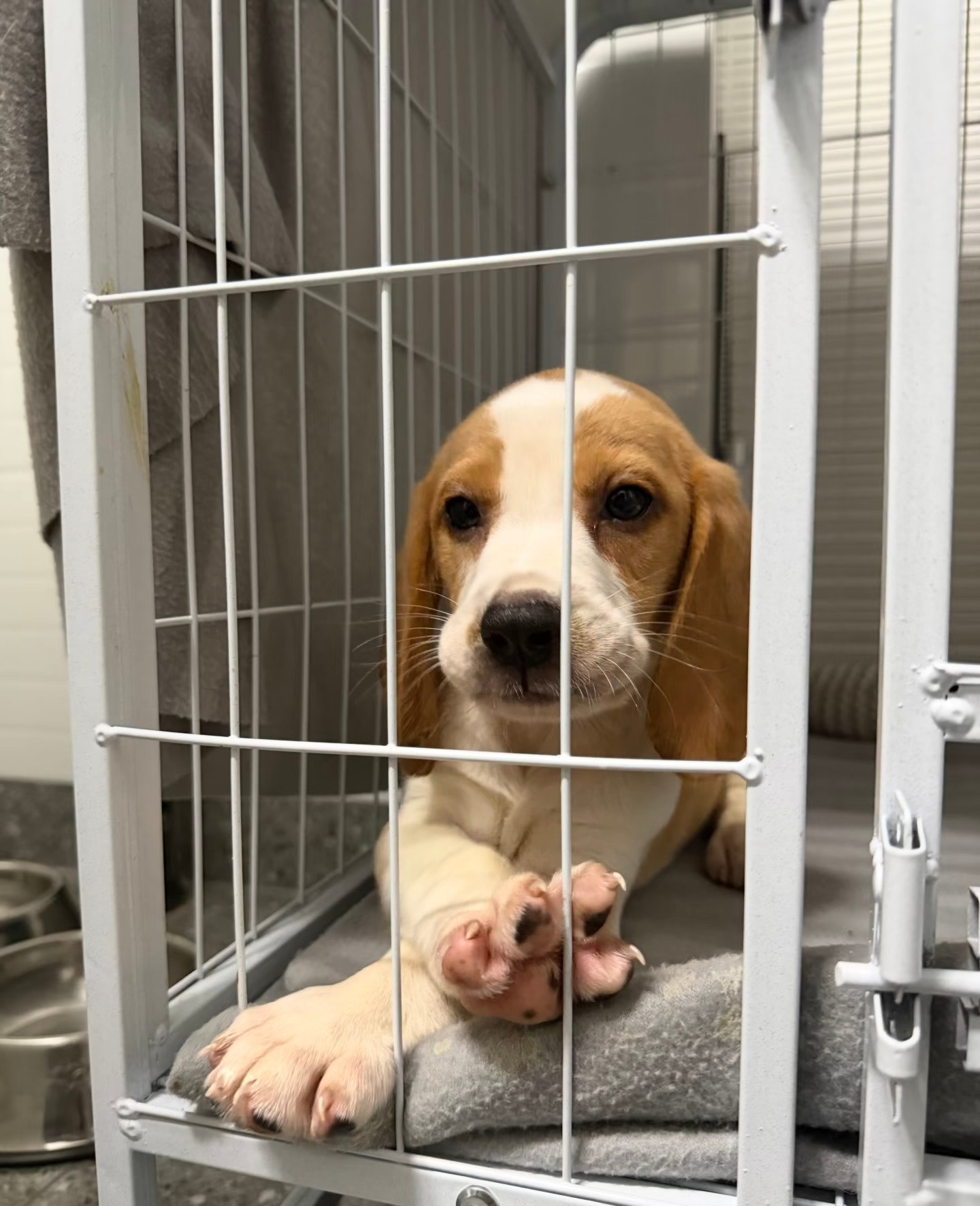 还在赏味期的比格犬