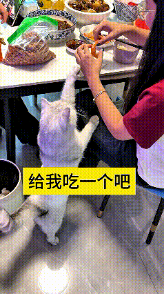 我看了好几遍这个视频，真是给我笑坏了。美女搁那儿正吃虾嘞，小猫急得直站起来，扒桌