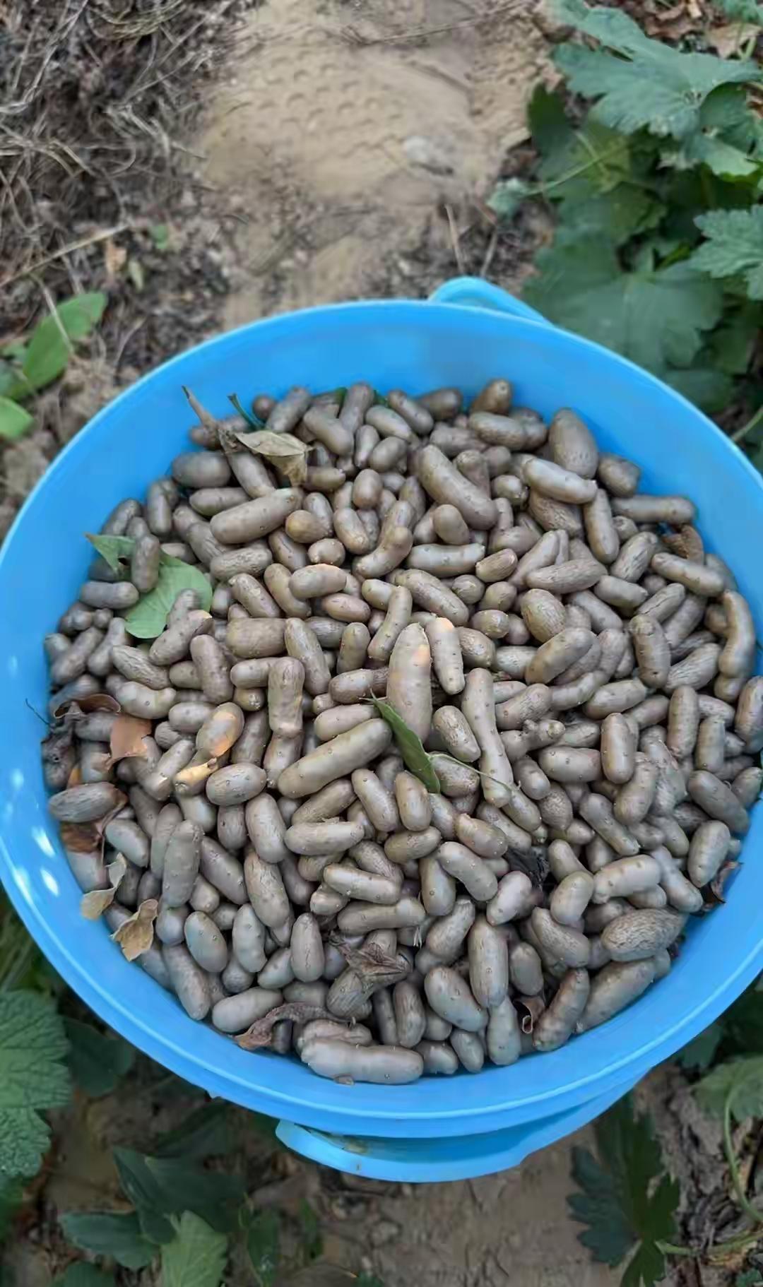 我是城里人，这东西我看了一眼就认出来了，不过就是普通的山药豆，山药藤上结的果子。