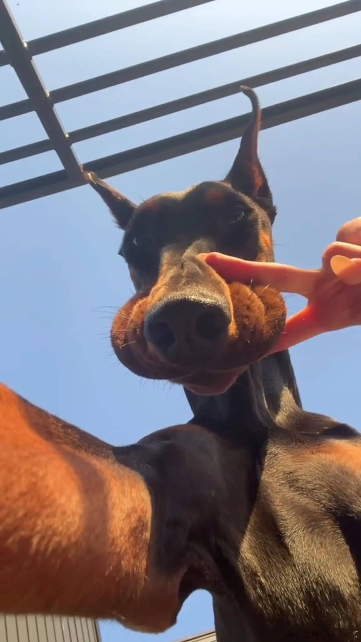 生活有点闷，小狗比你“耶”萌宠宠物