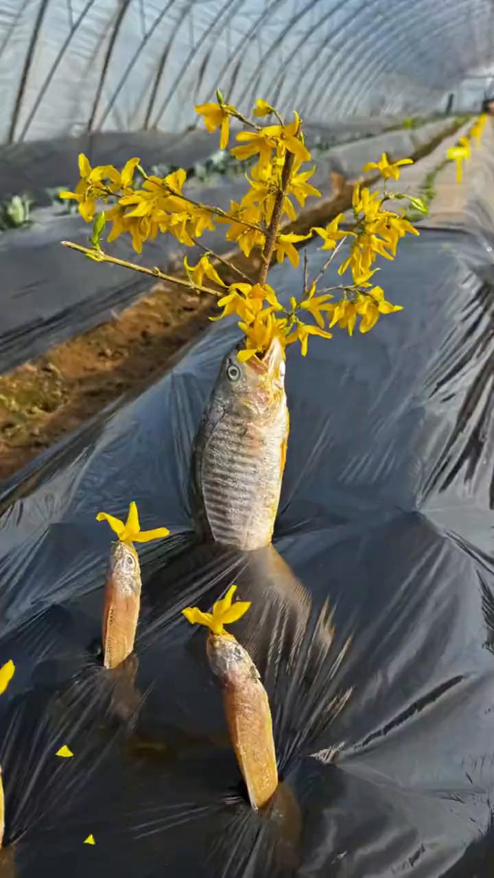 沿海的朋友可以划走了，我着重给内陆的朋友讲解一下黄花鱼。黄花鱼顾名思义就是开着黄