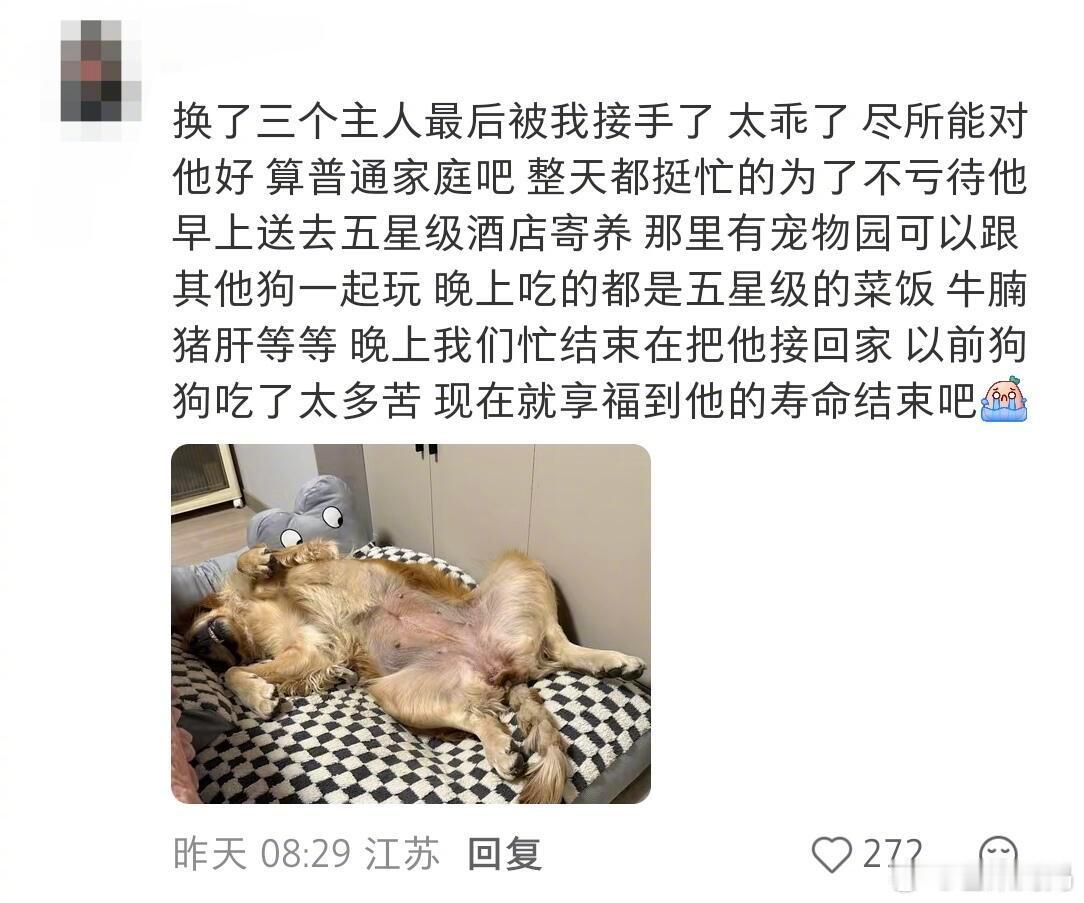 人类对富养狗狗赛道的开发不足万分之一