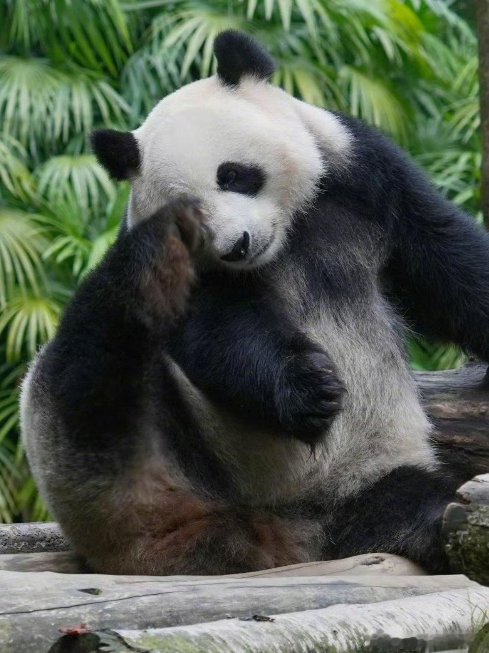 熊猫守护者置身绿意满满的林间，大熊猫随性的倚坐在木头上，姿态松驰又洒脱