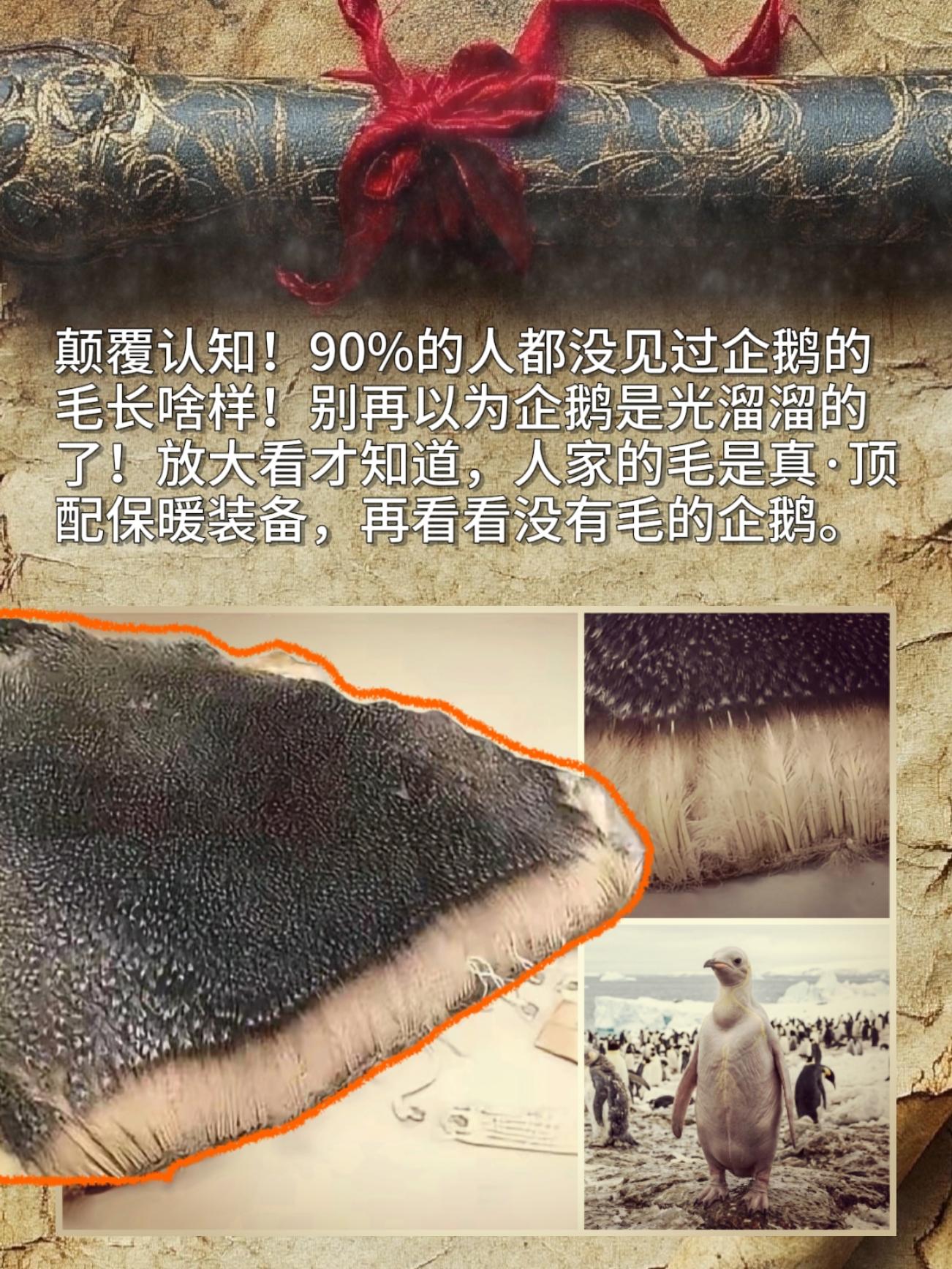 颠覆认知 90％的人都没见过企鹅的毛长啥样！