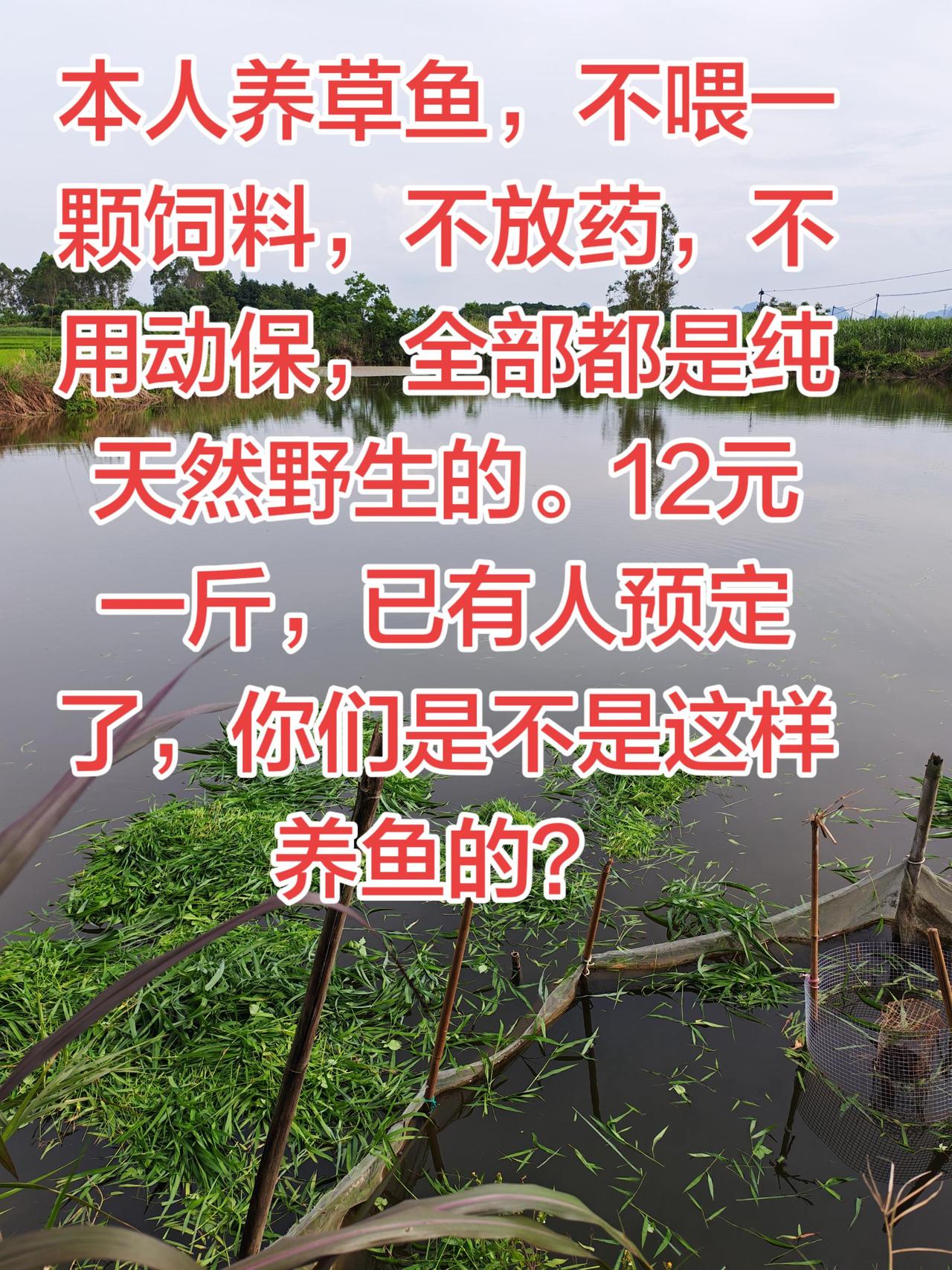养鱼就是要纯天然的养，这样价钱高，对人体也好养鱼养鱼日记生活农村