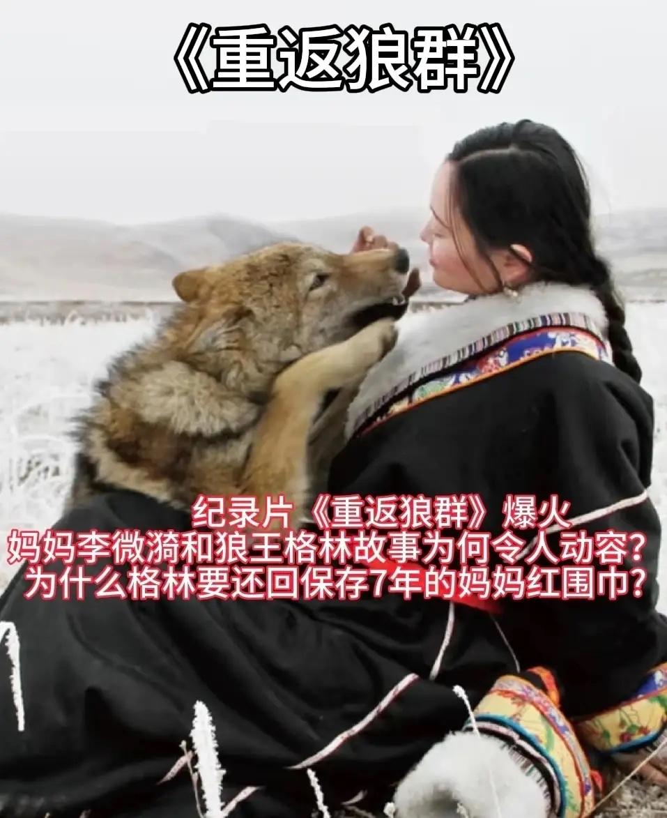 破防了！狼王格林的红围巾看一次哭一次谁懂啊家人们！2026开年第一刀居然是《重