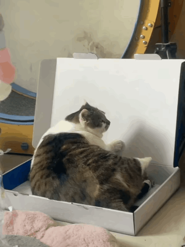 家里得什么样的条件，才能把猫子养得这么胖。