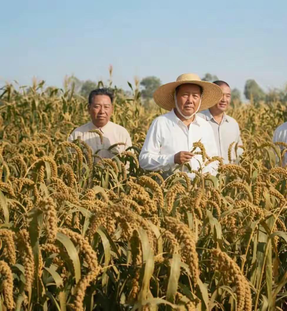 1958年8月7日，毛主席在河南襄城县视察谷子田。视察时毛主席走进齐胸高的谷田，
