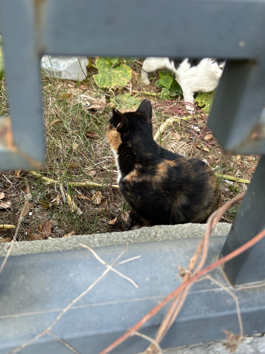 昨天偶遇到，买了四根肠喂了四只猫，今天特意带了猫粮来喂，小流浪们明显没有昨天怕人