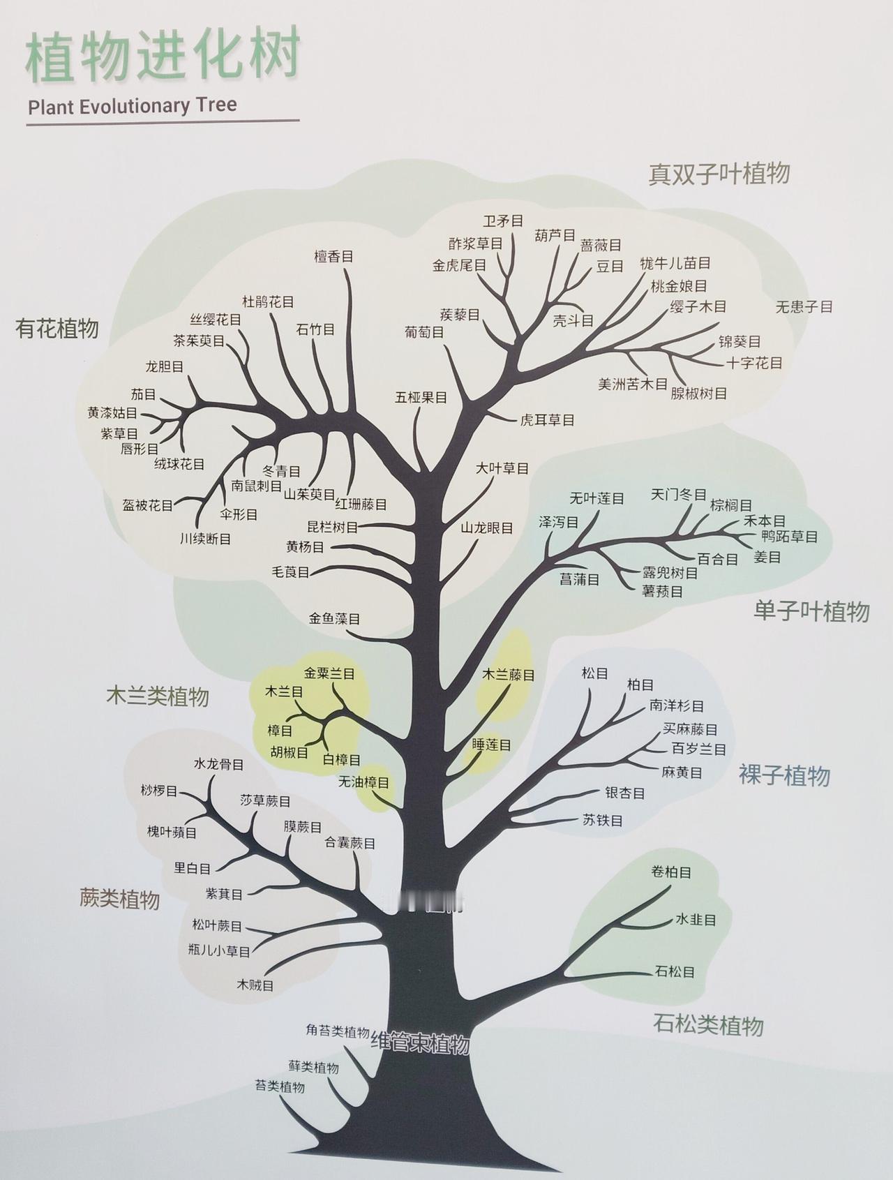 现存最古老的植物，蓝藻（35亿年）＞桫椤（3亿年）＞银杏（2.7亿年）＞苏铁（2