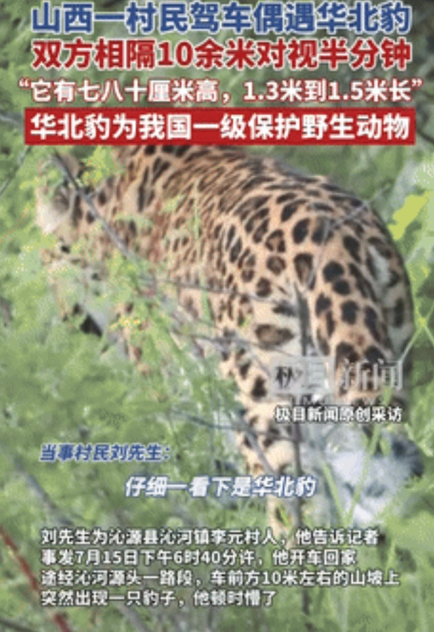 “胆子不一般的大！”山西沁源，一男子回家途中，偶遇一只华北豹，他立即将车子停下来