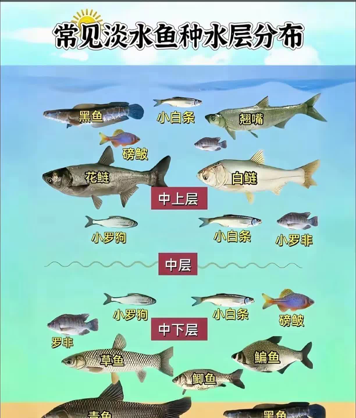 常见淡水鱼水层分布！原来翘嘴在这么上面，草鱼在这么下面的吗，这么不可思议很多钓鱼