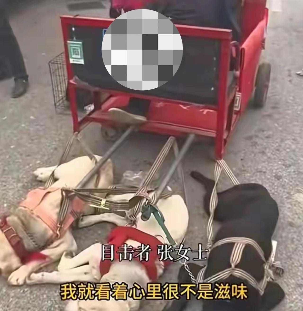 前几天南阳庙会那事儿真的看难受了。三只拉布拉多被拴在车旁边当苦力，一趟一趟拉游客