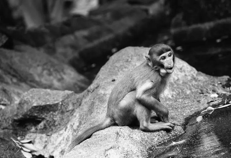 为什么不能把猴子当作宠物？看似可爱，实则致命！刷到网红猴子，圆溜溜的眼睛、