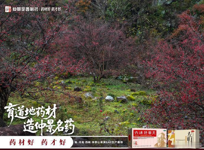 踏入仲景山茱萸药材基地的那一刻，我才真正体会到“药材好，药才好”这句话的深刻含义
