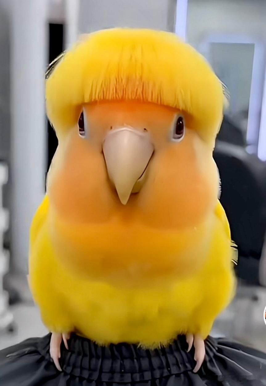 有养过凯克鹦鹉的朋友吗？给我讲讲饲养感受呗。