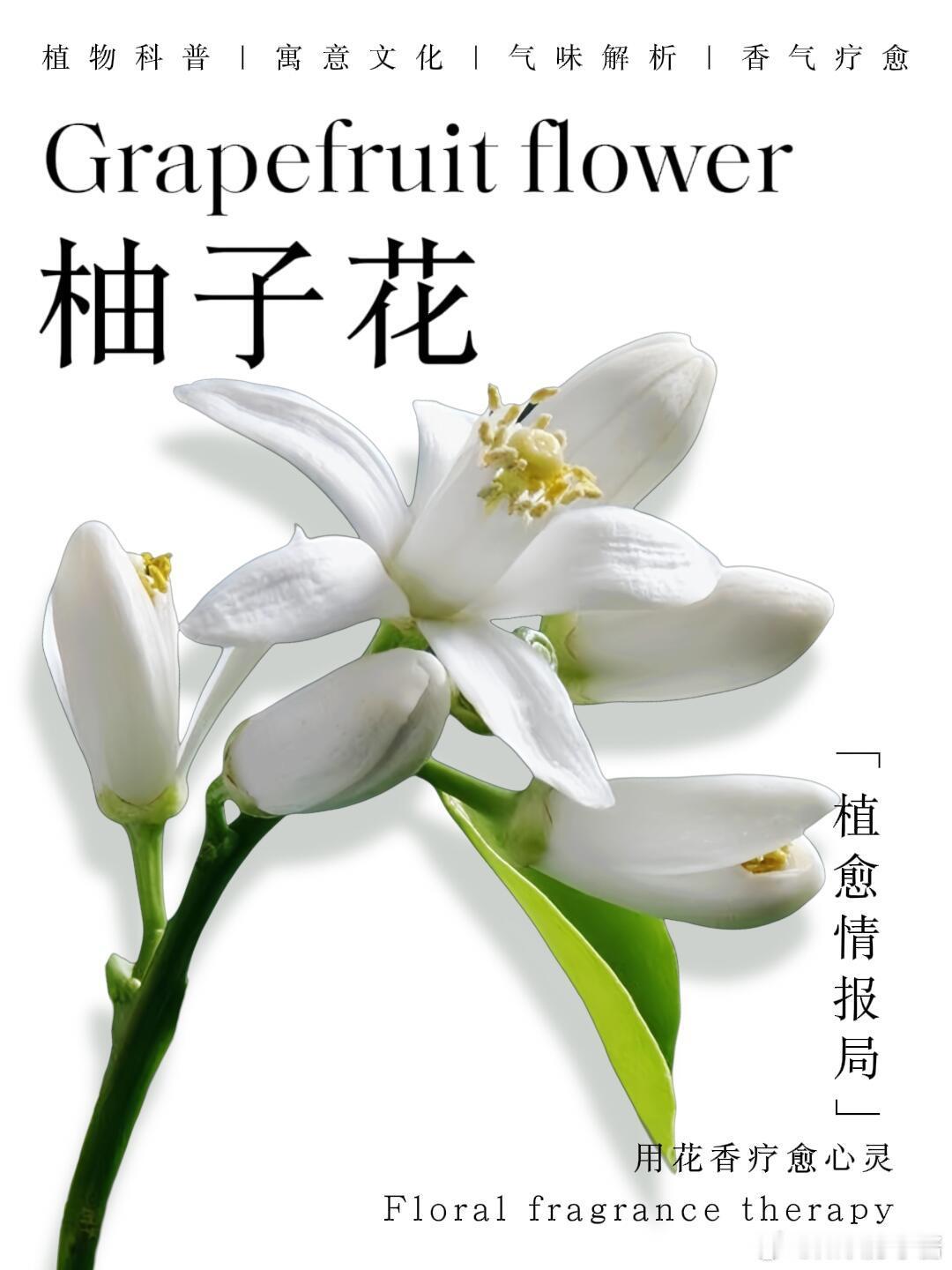 奇妙生物圈植物科普植物观赏花香科普|柚子花又称朱栾花：苦涩的爱一、植物科普1、