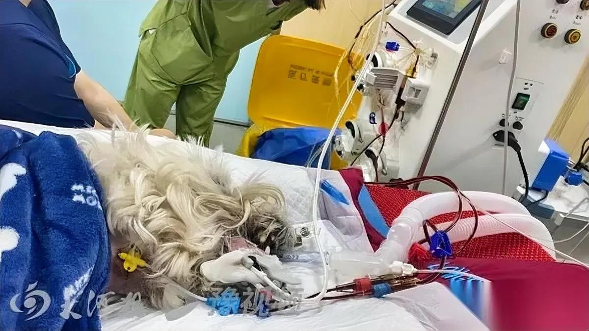 “我的Papi再也回不来了”等了1185天，判决来了却高兴不起来北京一小