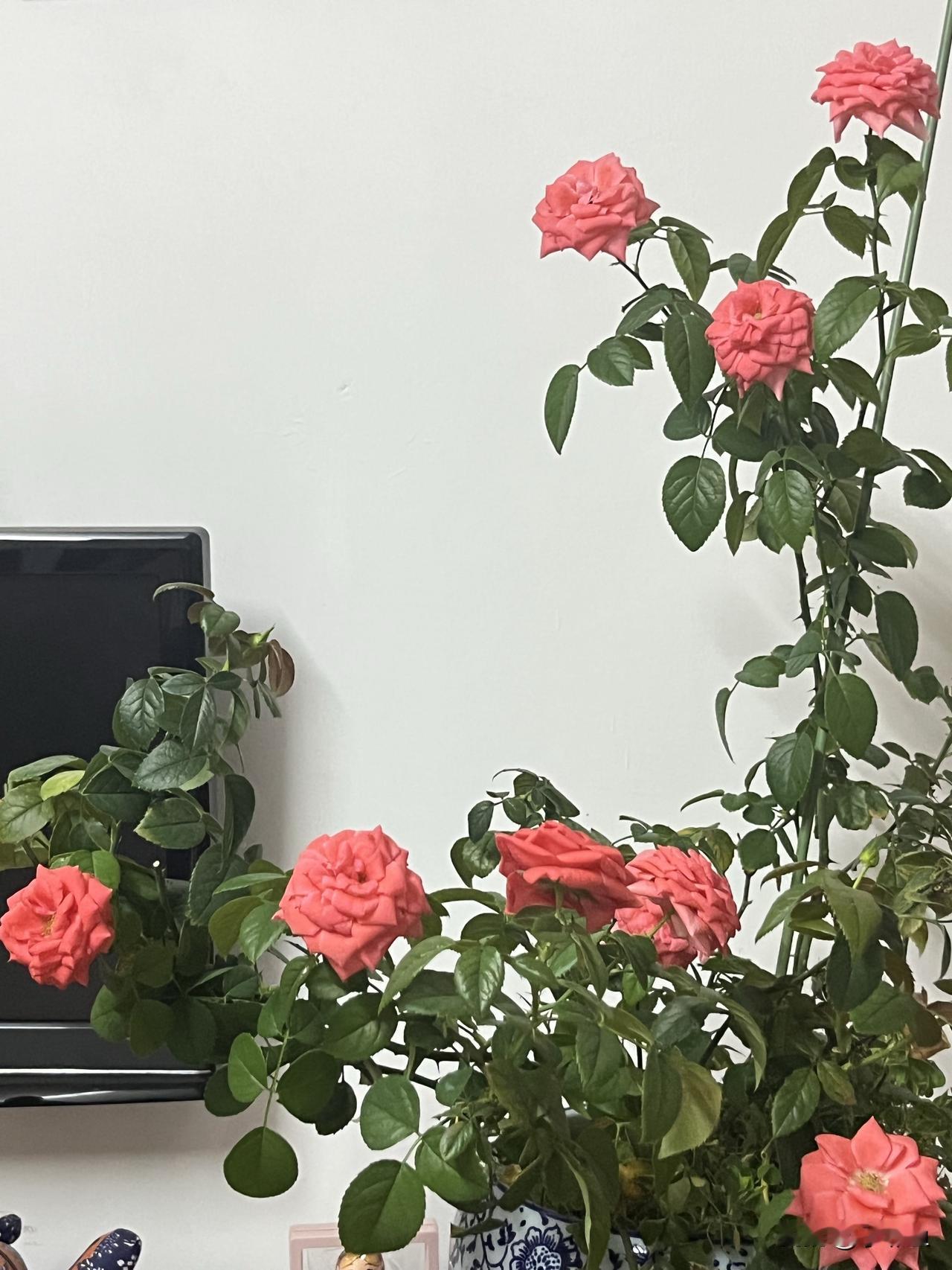 看我家的玫瑰花漂亮吗？我家花盆里的玫瑰花又开花啦！而且开得娇艳欲滴，