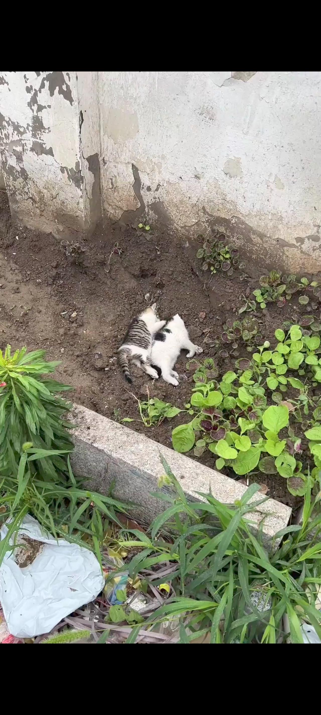 两只家猫在同一时间，不知道是什么原因得罪了隔壁家的一位老人，她竟然用这样一种独特