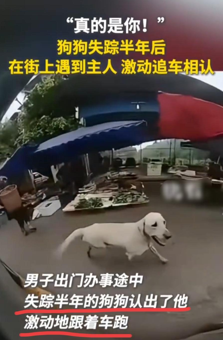 6月10日重庆荣昌，一名男子开车出门办事，经过一个集市时，一条拉布拉多突然疯了一