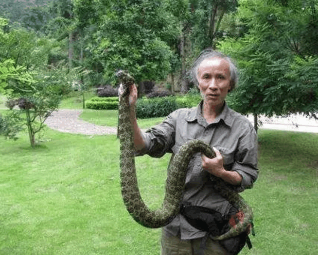 从而导致了一些人疯狂地捕捉莽山烙铁头,价格也一路飙升,狂涨到几十万