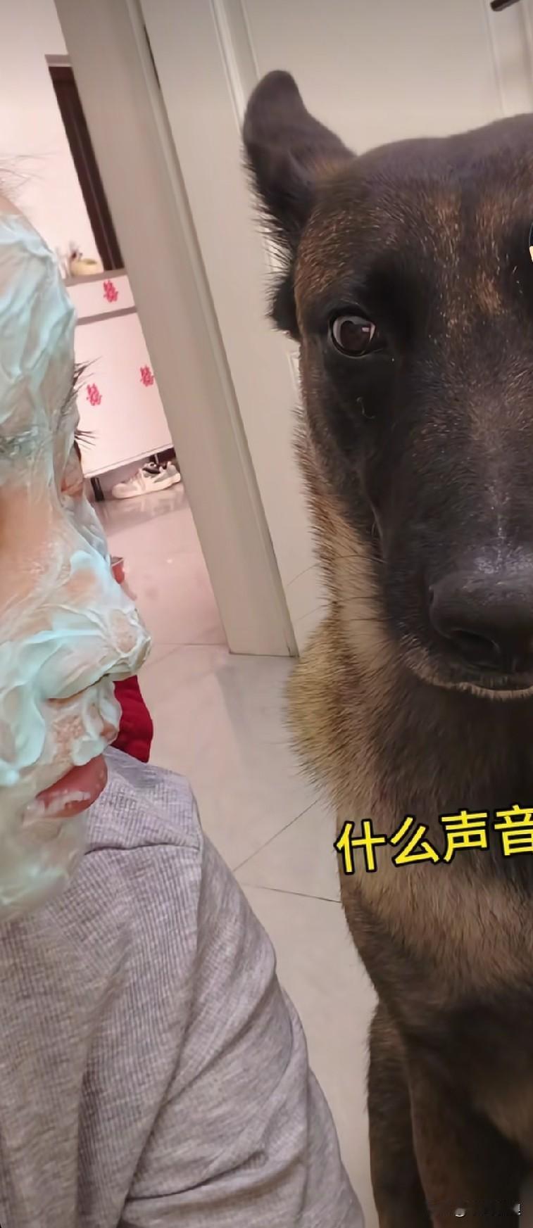 有人冒充铲屎官，尽管主人再三强调“是我”，可狗狗始终不信，它好似在说：“我不管你
