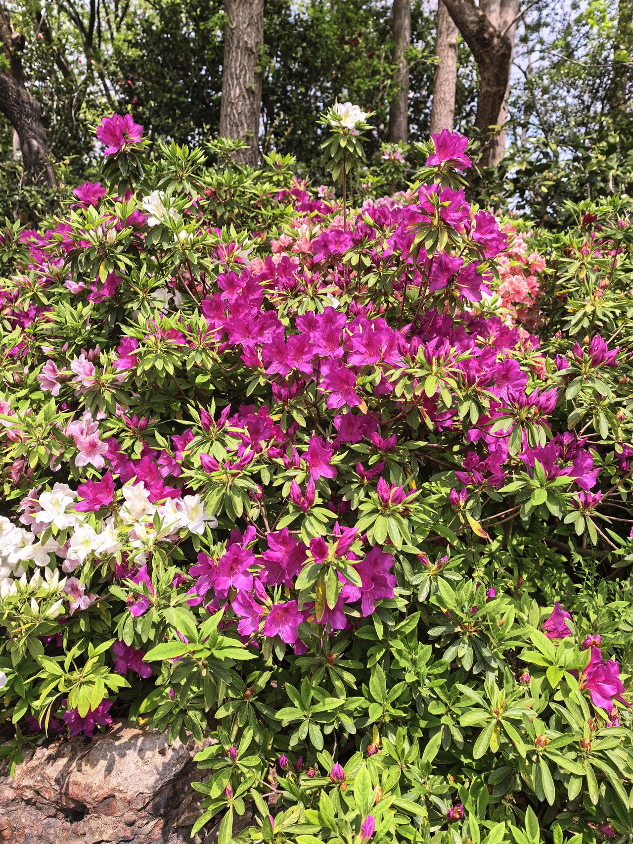 这就是春天风不再凛冽把温柔还给大地雨细如丝悄悄润醒沉睡的生机花开了不