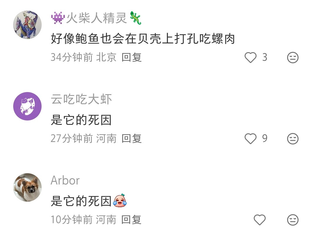 海边捡的贝壳上有洞洞，原来是被吃它们的动物咬开吸走了