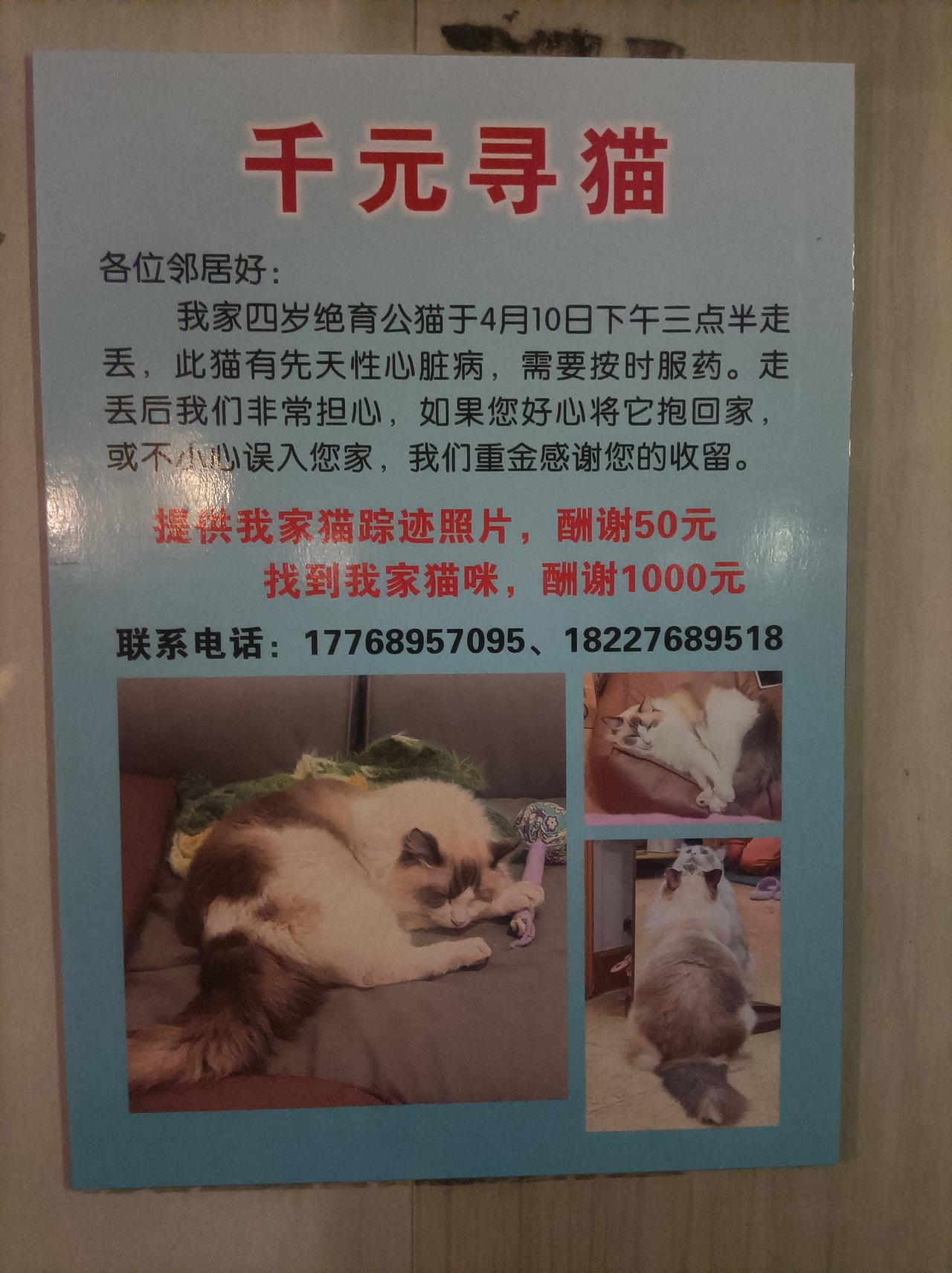 千元寻猫。刚才在扬州康乐公园散步时，我看到一则寻猫启事，猫主人愿花1000元寻找