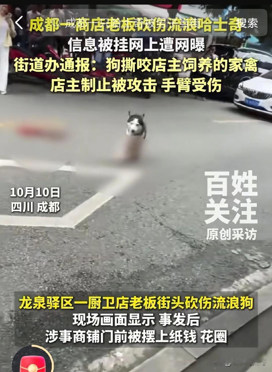 成都哈士奇流浪狗被店铺老板砍伤，老板有错，爱狗人士更有错！老板说他的鸡被这