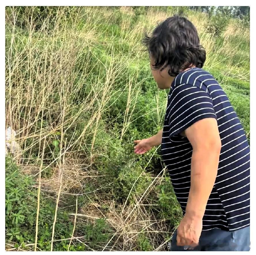 “太离谱了！”内蒙古种植户王晓梅在承包的林地里种了31.7亩小麦，涉嫌非法占