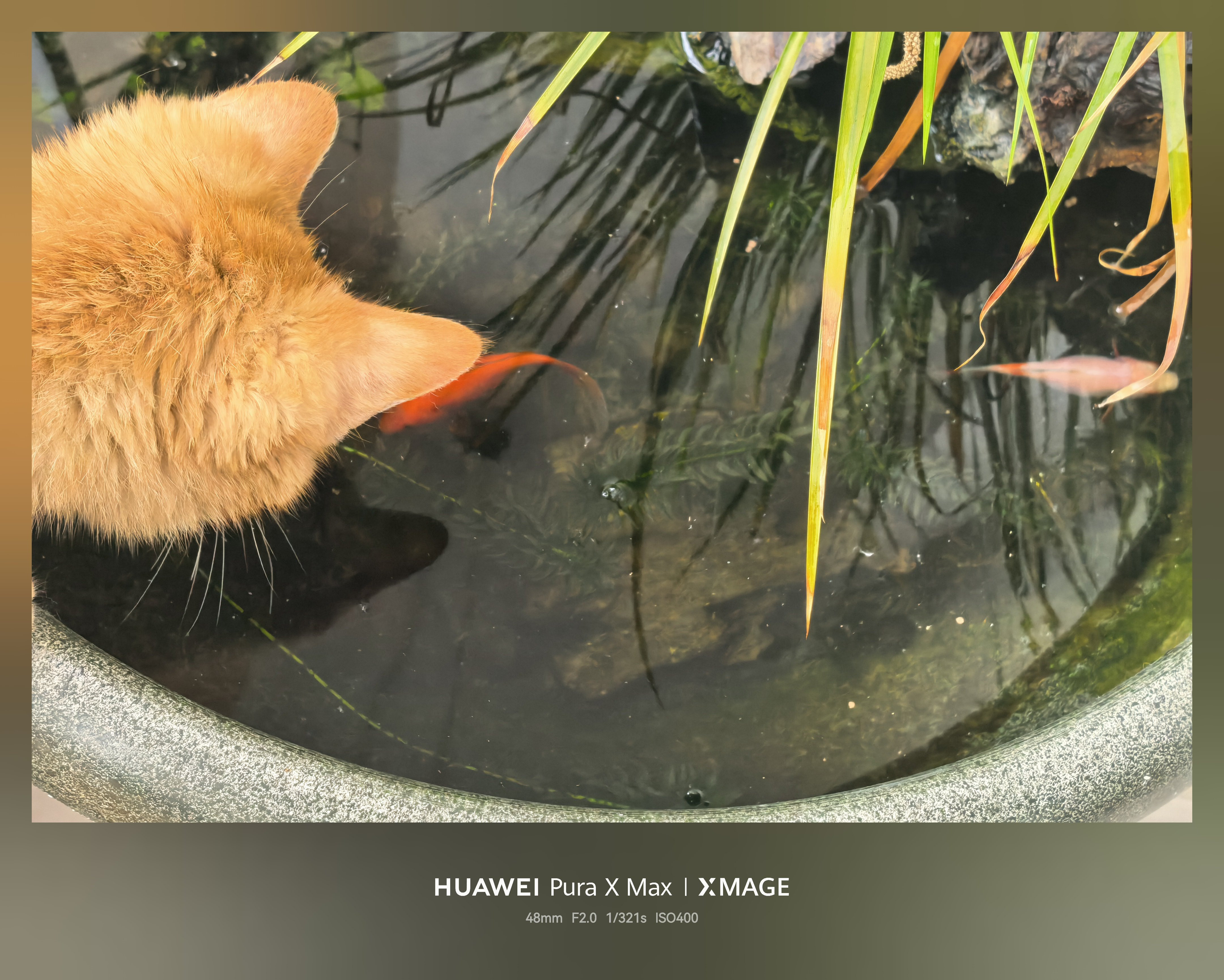 问个严肃的问题，怎么保住鱼？前天被个橘猫讹上了，赖在我这不走了，现在被它发现了阳