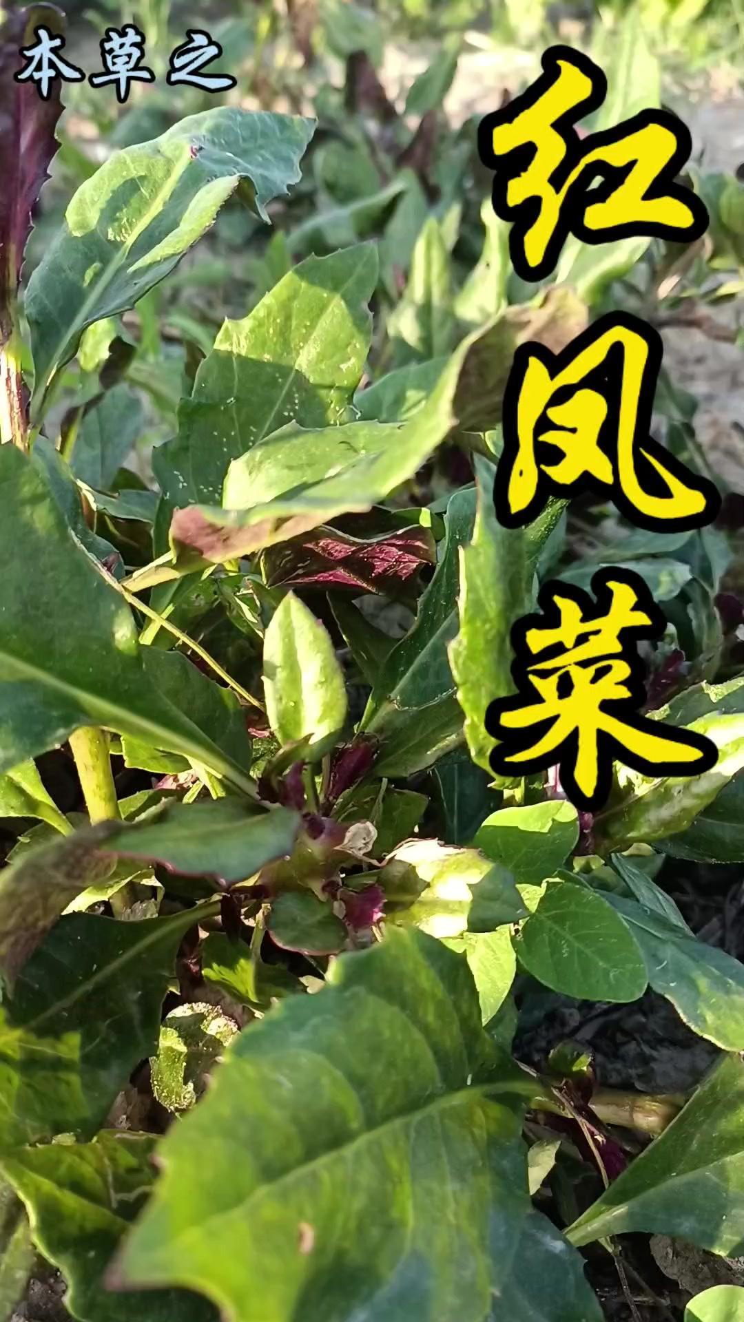 ❗红凤菜：药食同源的神奇野菜/紫背天葵的植物之旅1️⃣特征鲜明：叶片正面深绿