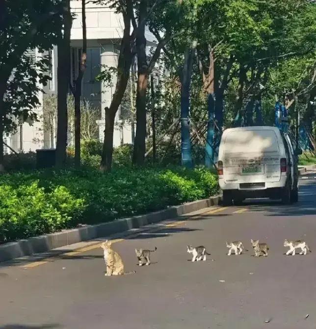 猫咪：世界是他们的，也是我们的~